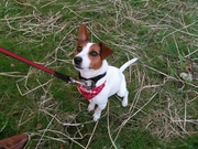 honden foto van Sonja