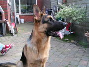 honden foto van edwin bosma