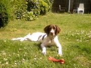 honden foto van rikroer