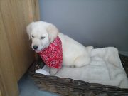 honden foto honden foto van Lieke