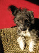 honden foto van Kiki