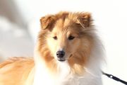 honden foto van Juno