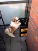 honden foto honden foto van Bobby!