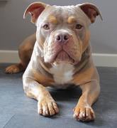 honden foto honden foto van Lola