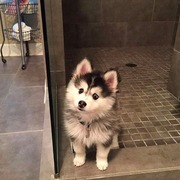 honden foto van Mike