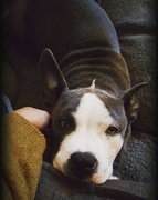honden foto van Roana
