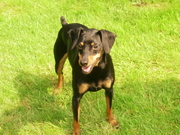 honden foto van sloeber