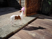 honden foto van paddy