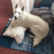 honden foto honden foto van Oika En Ellen