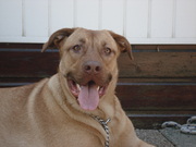 honden foto van Stephanie