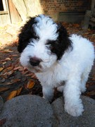 honden foto van Sarah