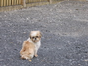 honden foto honden foto van nele