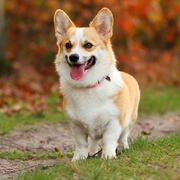 honden foto honden foto van Null
