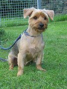 honden foto van Eef29