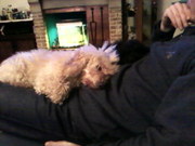 honden foto van Cindy Van de Velde