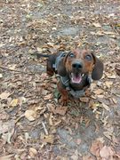 honden foto van Bram