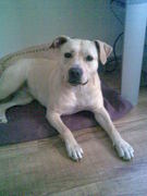 honden foto van babs