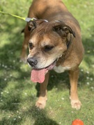 honden foto van Tayco