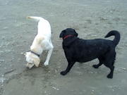 honden foto van Erica