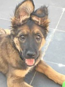 honden foto van Bonda