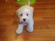 honden foto van Snowey Boomer