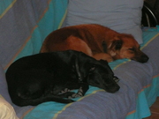 honden foto van nancy