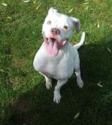 honden foto van Daisy