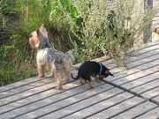 honden foto van Miranda