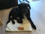 honden foto honden foto van aicha
