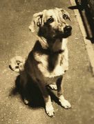 honden foto van Maartje