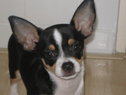 honden foto van karin en milo