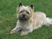 honden foto van Kaatje