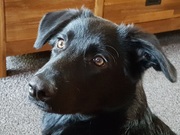 honden foto van Jesse