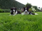 honden foto van mayke