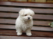 honden foto van johannes