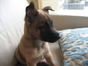 honden foto van Jean Paul 