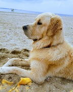 honden foto van Cooper