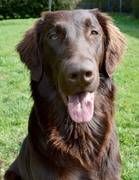 honden foto van Talia, Snow, Fleur, Emily, Regina, Doggy & Whirl