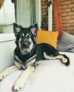 honden foto van Jaleesa & Flóki