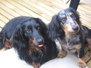 honden foto van  Truus