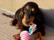 honden foto honden foto van Stephanie