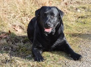 honden foto van ClDl