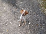 honden foto van Yara en Paul