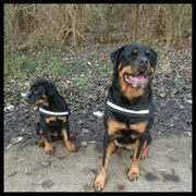 honden foto honden foto van Marijke