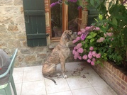 honden foto honden foto van Morkie