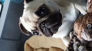 honden foto van laetitia & eclair