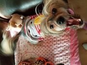 honden foto van Els 