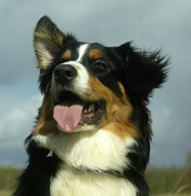 honden foto van Esther&Storm