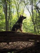 honden foto van Alexandra