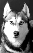 honden foto van Sibil 